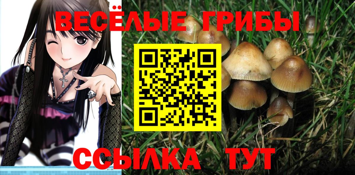 Псилоцибиновые грибы Psilocybe Карасук